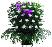 菊　15000.jpg
