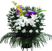 菊　20000.jpg