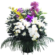 菊　25000.jpg